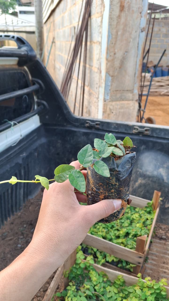 Hera-unha-de-gato, Hera-de-muro ou Hera-Trepadeira (Ficus pumila)