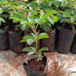 Pequizeiro | Pequi (Caryocar brasiliense) - Frutífera Nativa
