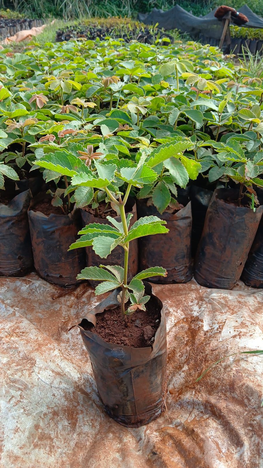 Pequizeiro | Pequi (Caryocar brasiliense) - Frutífera Nativa