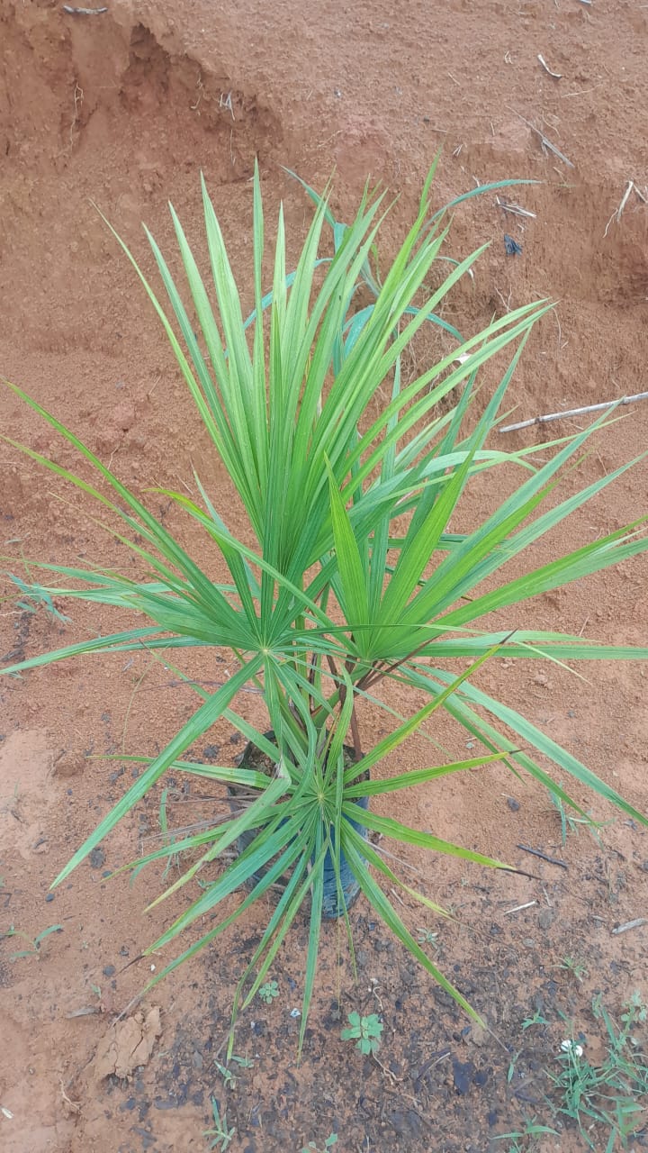 Buriti (Mauritia flexuosa) - Palmeira Para Lagos e Áreas úmidas - Image 2