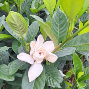 Jasmim-Gardênia (Gardenia jasminoides) | Muda de Cerca Viva e Paisagismo