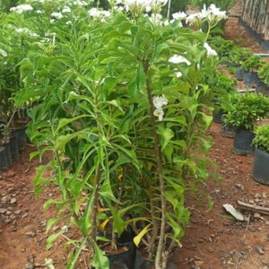 Jasmim-do-Caribe (Plumeria pudica) - Muda Cerca-Viva Paisagismo