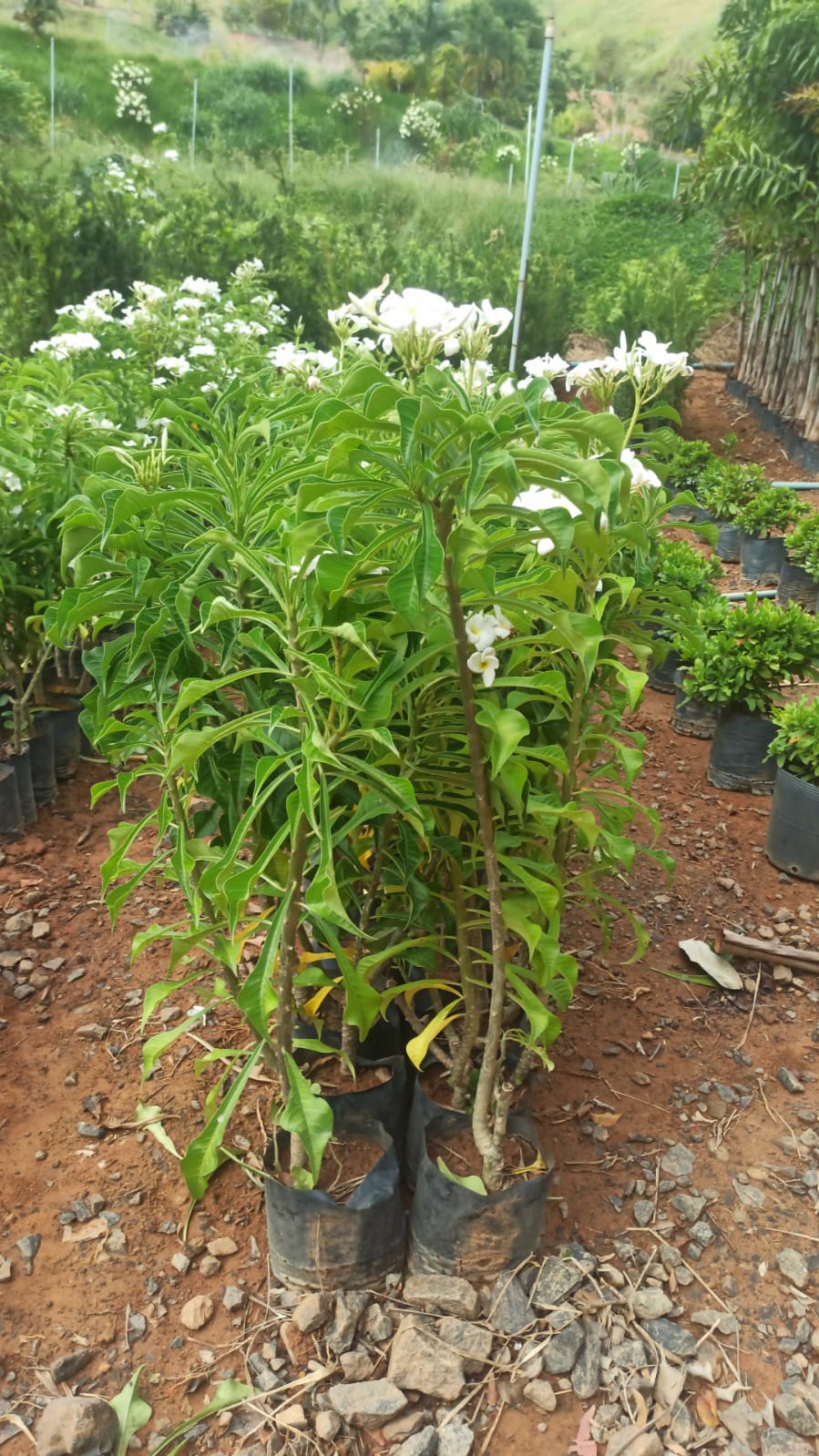 Jasmim-do-Caribe (Plumeria pudica) - Muda Cerca-Viva Paisagismo