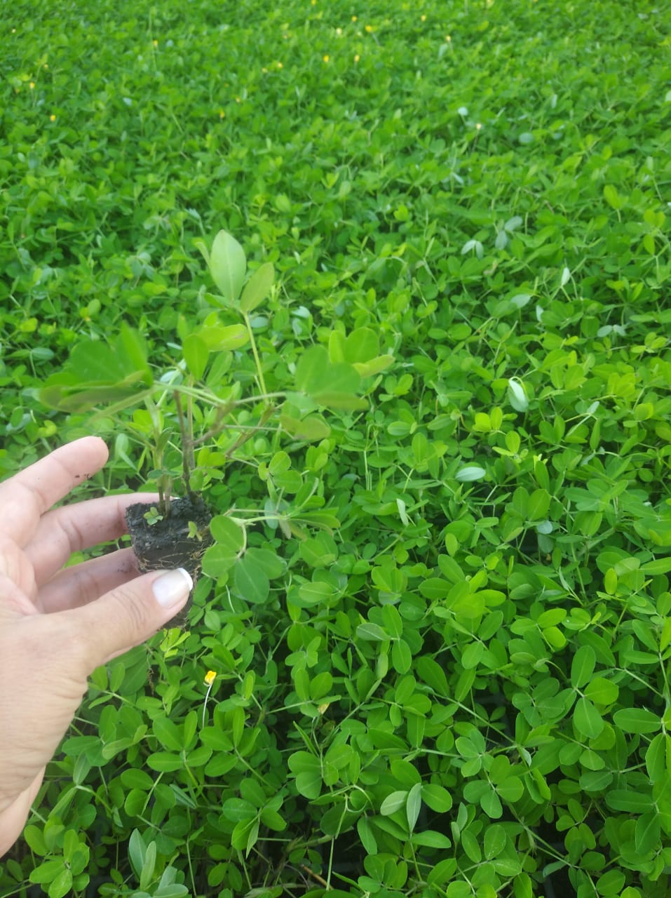 Grama Amendoim (Arachis repens) Bandeja - Paisagismo e Segura talude - Image 3