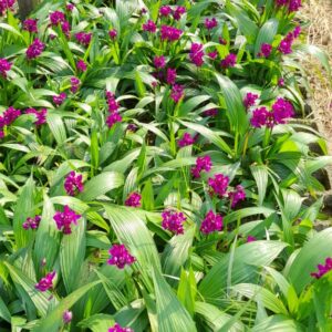 Orquídea-Grapete (Spathoglottis unguiculata) - Muda Forração