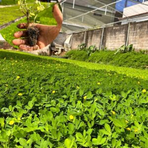 Grama Amendoim (Arachis repens) Bandeja - Paisagismo e Segura talude