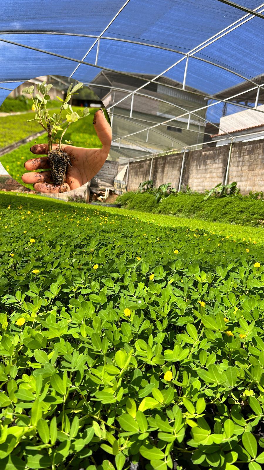 Grama Amendoim (Arachis repens) Bandeja - Paisagismo e Segura talude