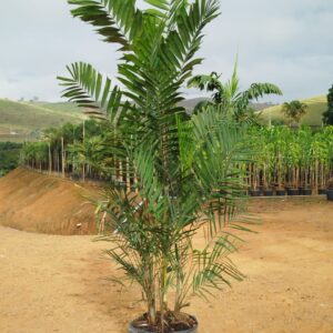 Palmeira Macarthurii (Ptychosperma macarthurii) | Palmeira Entouceirada Para Paisagismo