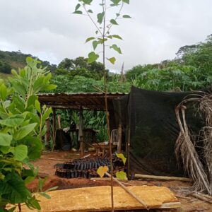 Sangra D'agua - Croton urucurana, Muda Nativa Reflorestamento Nascentes