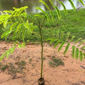 Guapuruvu - Schizolobium parahyba | Muda Nativa Para Reflorestamento