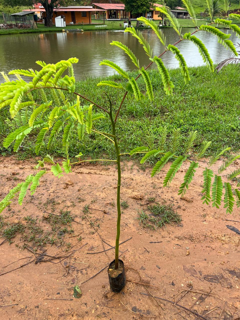 Guapuruvu - Schizolobium parahyba | Muda Nativa Para Reflorestamento